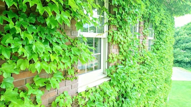 【ストップ！】外壁にツタを生やすメリット・デメリット！